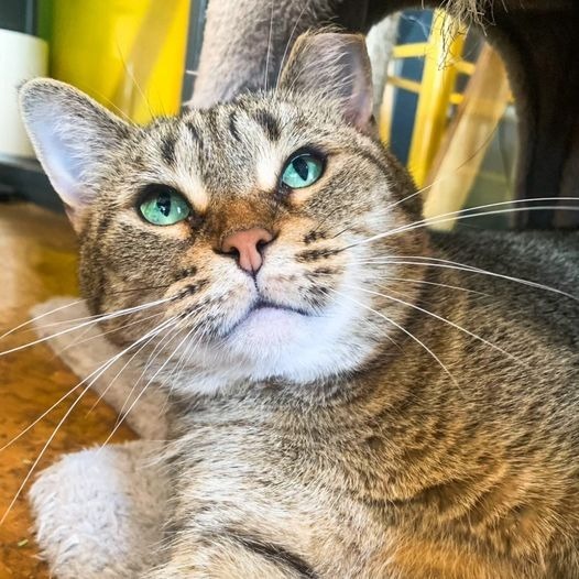 Rosie, an adoptable Domestic Short Hair in St. Louis, MO, 63119 | Photo Image 1