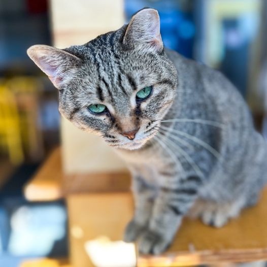 Rosie, an adoptable Domestic Short Hair in St. Louis, MO, 63119 | Photo Image 3