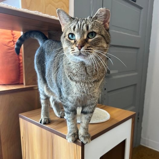 Rosie, an adoptable Domestic Short Hair in St. Louis, MO, 63119 | Photo Image 4