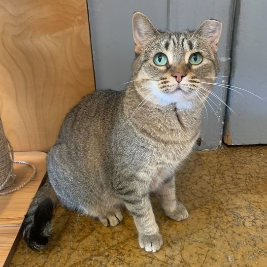 Rosie, an adoptable Domestic Short Hair in St. Louis, MO, 63119 | Photo Image 5