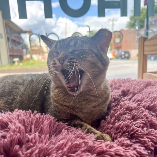 Rosie, an adoptable Domestic Short Hair in St. Louis, MO, 63119 | Photo Image 6