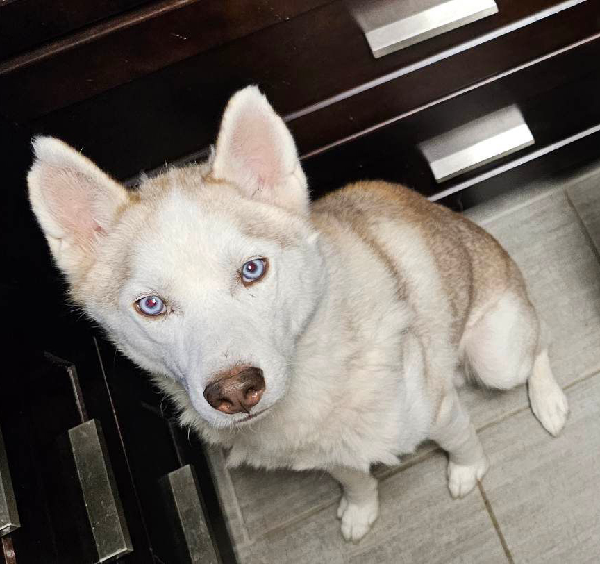 Tony, an adoptable Siberian Husky in Lafayette, LA, 70506 | Photo Image 1