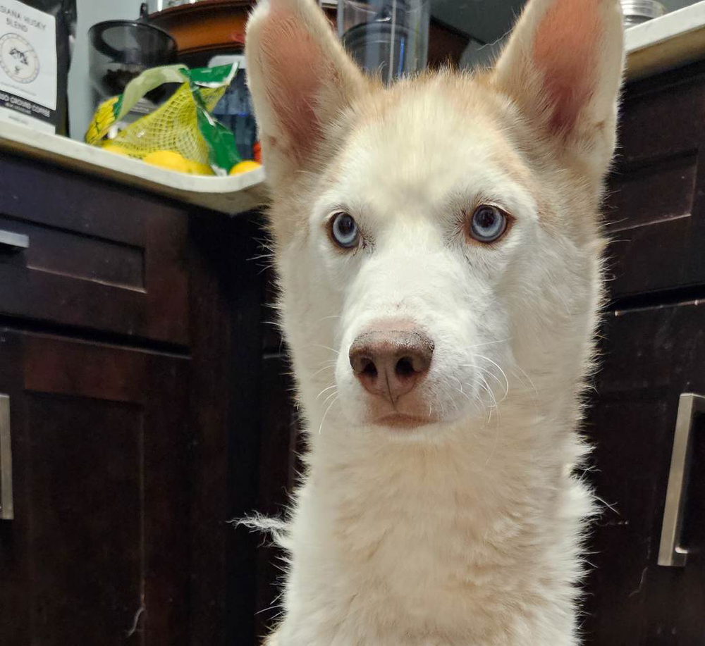 Tony, an adoptable Siberian Husky in Lafayette, LA, 70506 | Photo Image 2