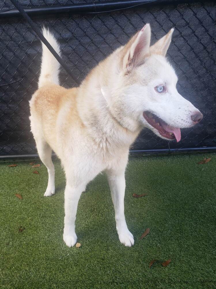 Tony, an adoptable Siberian Husky in Lafayette, LA, 70506 | Photo Image 3