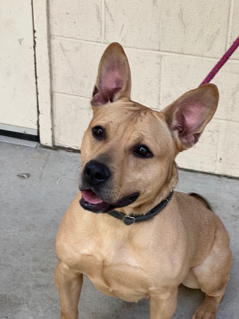 Dog for adoption Bullitt, a Carolina Dog in Yonkers, NY Petfinder