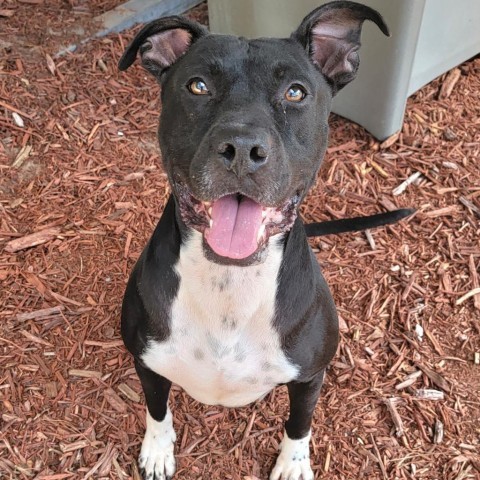 Ollie, an adoptable American Staffordshire Terrier in Green Cove Springs, FL, 32043 | Photo Image 1