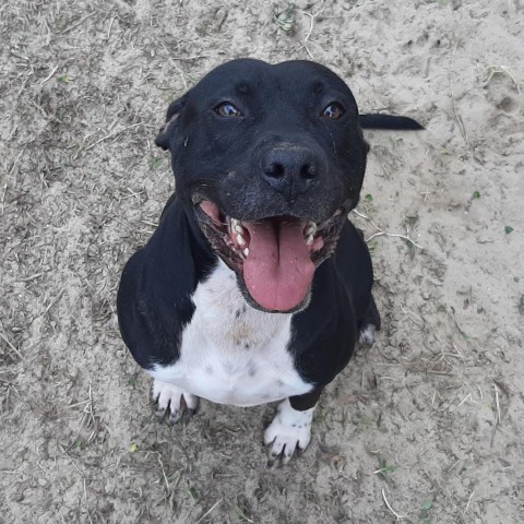 Ollie, an adoptable American Staffordshire Terrier in Green Cove Springs, FL, 32043 | Photo Image 3