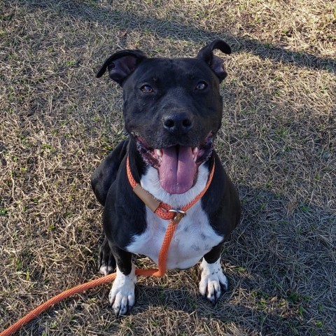 Ollie, an adoptable American Staffordshire Terrier in Green Cove Springs, FL, 32043 | Photo Image 4