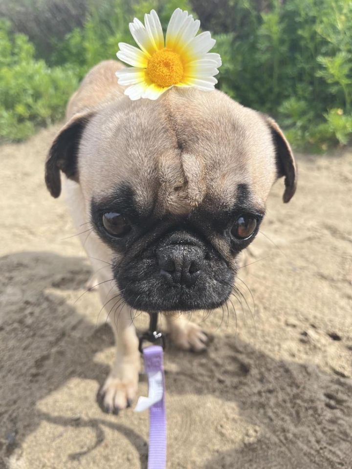 Petfinder pug sales