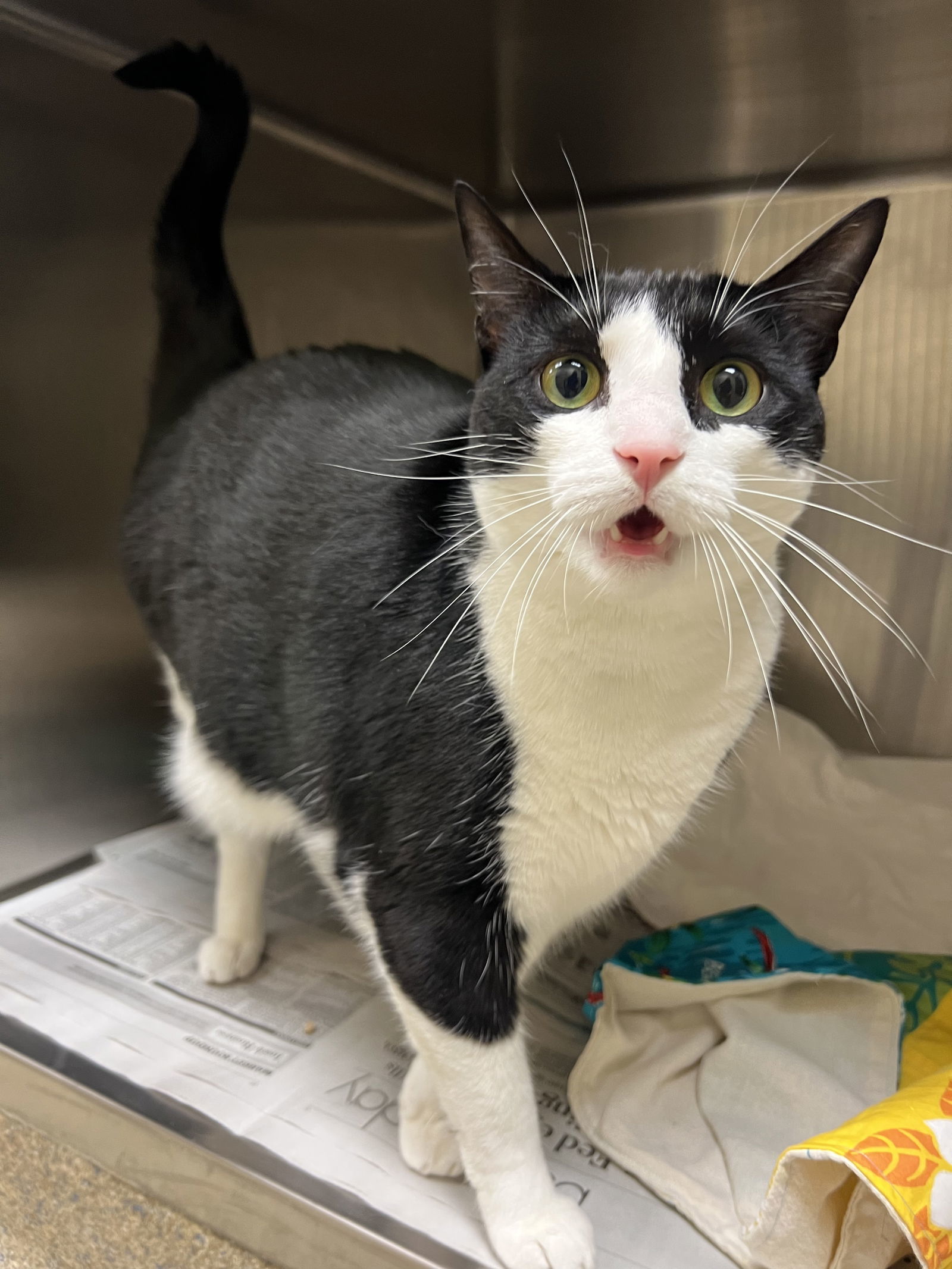 2307-0030 Ms Kitty, an adoptable Domestic Short Hair in Virginia Beach, VA, 23451 | Photo Image 1