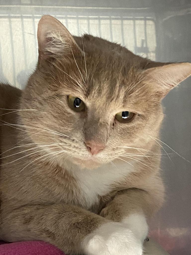 Mandarin, an adoptable Domestic Short Hair in Virginia, MN, 55792 | Photo Image 1