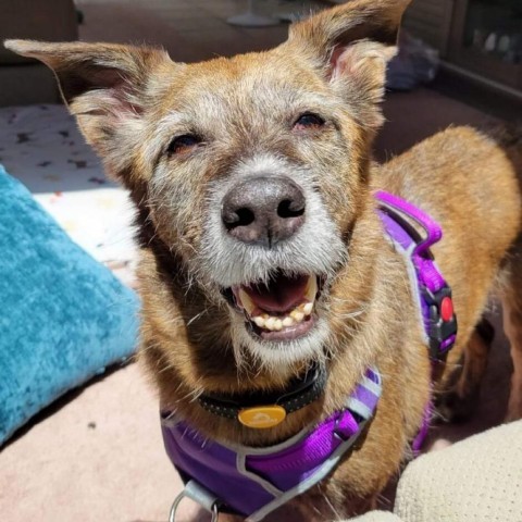 Jordan, an adoptable Shepherd in Irwin, PA, 15642 | Photo Image 2