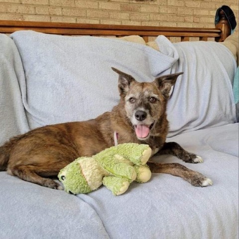 Jordan, an adoptable Shepherd in Irwin, PA, 15642 | Photo Image 4