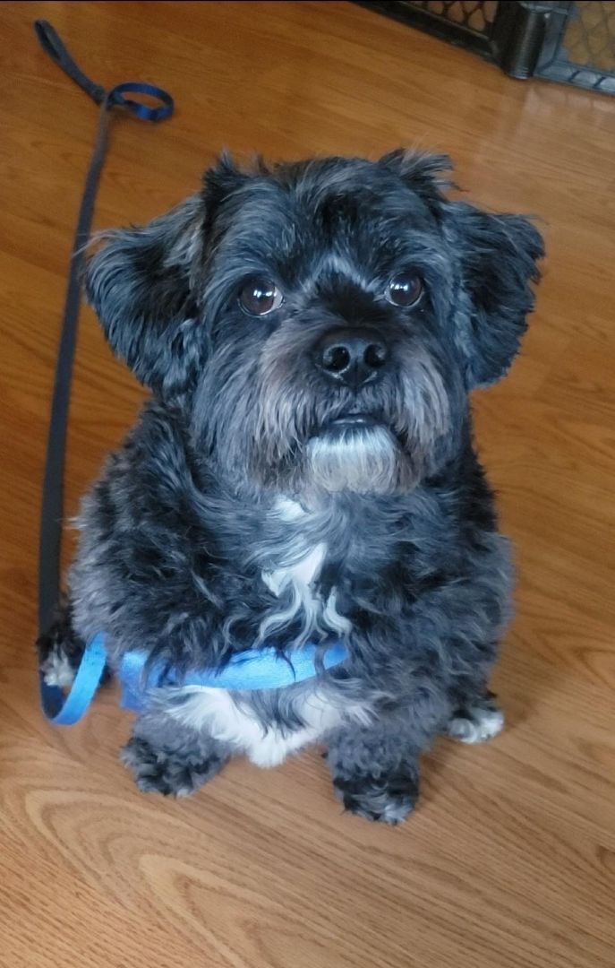 Shih tzu mixed with miniature outlet poodle