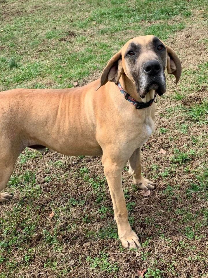 Petfinder best sale great dane