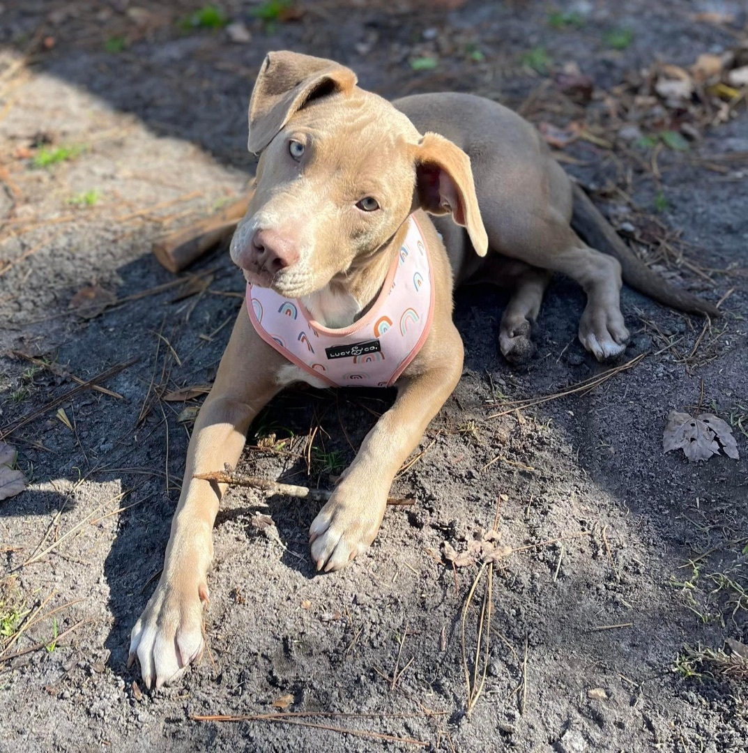 Nova, an adoptable Pit Bull Terrier in Newport, NC, 28570 | Photo Image 4