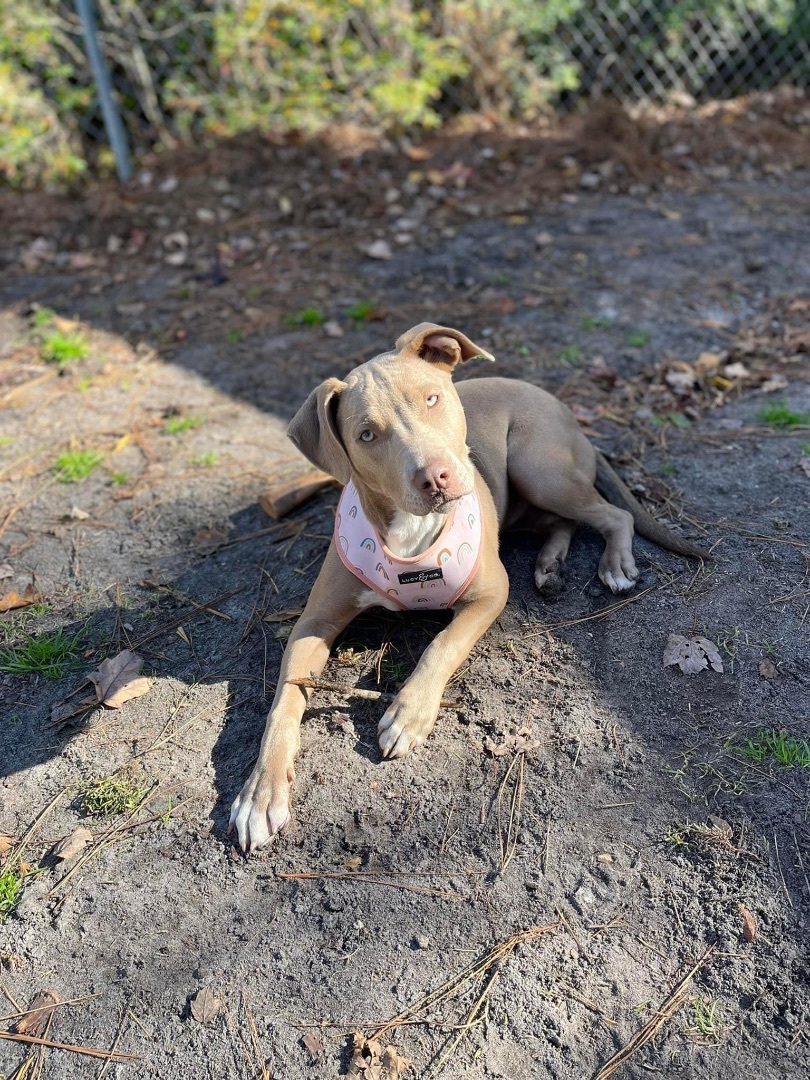 Nova, an adoptable Pit Bull Terrier in Newport, NC, 28570 | Photo Image 5