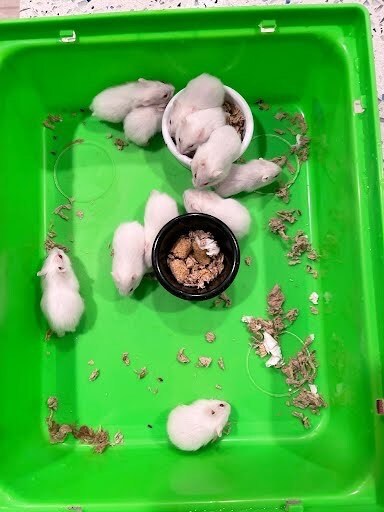 Baby dwarf hamsters for hot sale sale