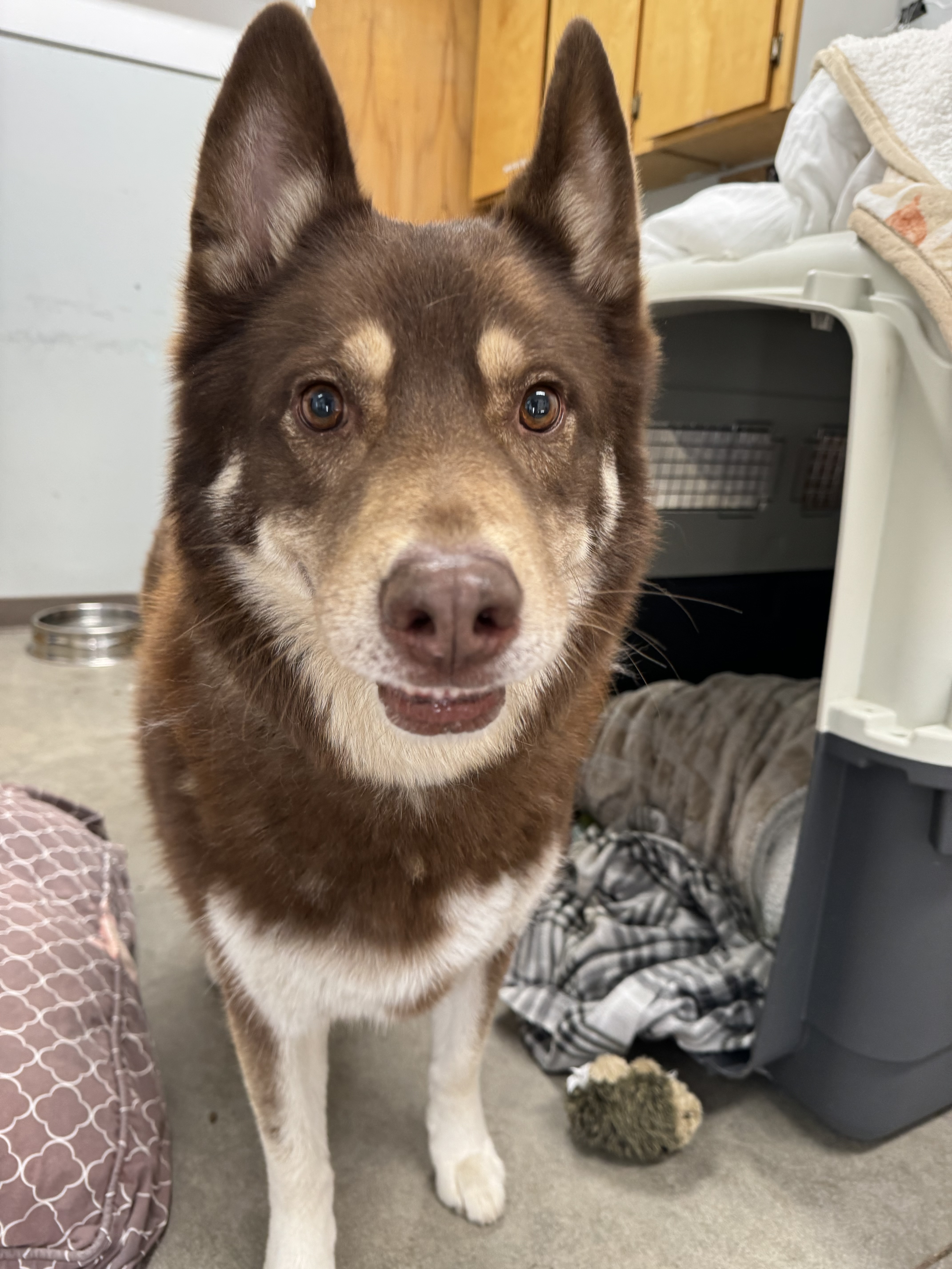 Gizmo, an adoptable Siberian Husky in The Dalles, OR, 97058 | Photo Image 1