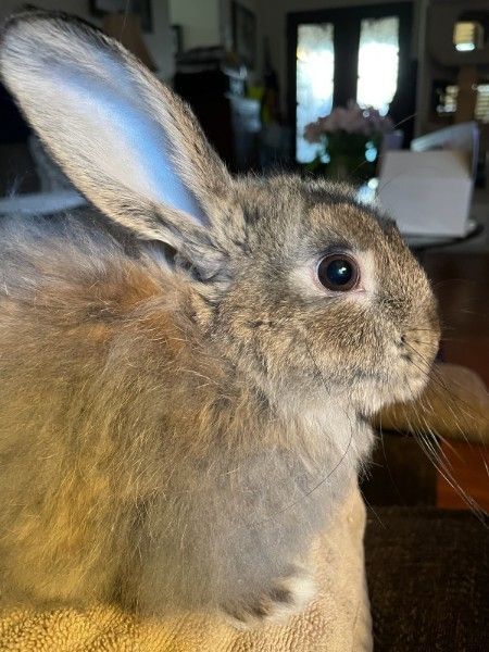 Nimbus, an adoptable Bunny Rabbit Mix in Roseville, CA_image-4