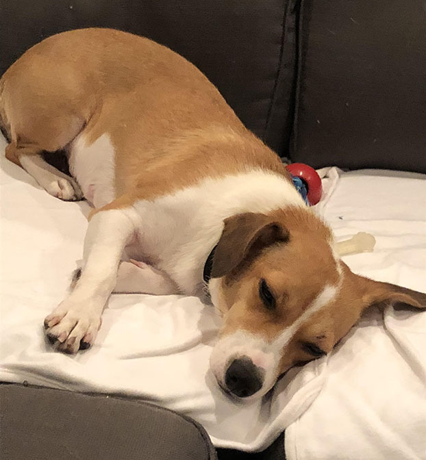 Dog for adoption Margo, Corgi & Beagle Mix in Chesterfield, MO | Petfinder