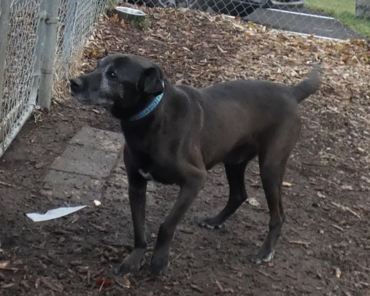 Romeo, an adopted Labrador Retriever in Bloomingdale, NJ_image-2