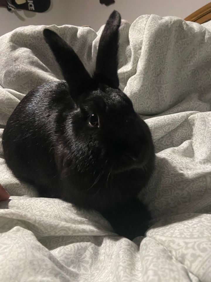 Clefairy, an adoptable Bunny Rabbit in Forest Hills, NY_image-2
