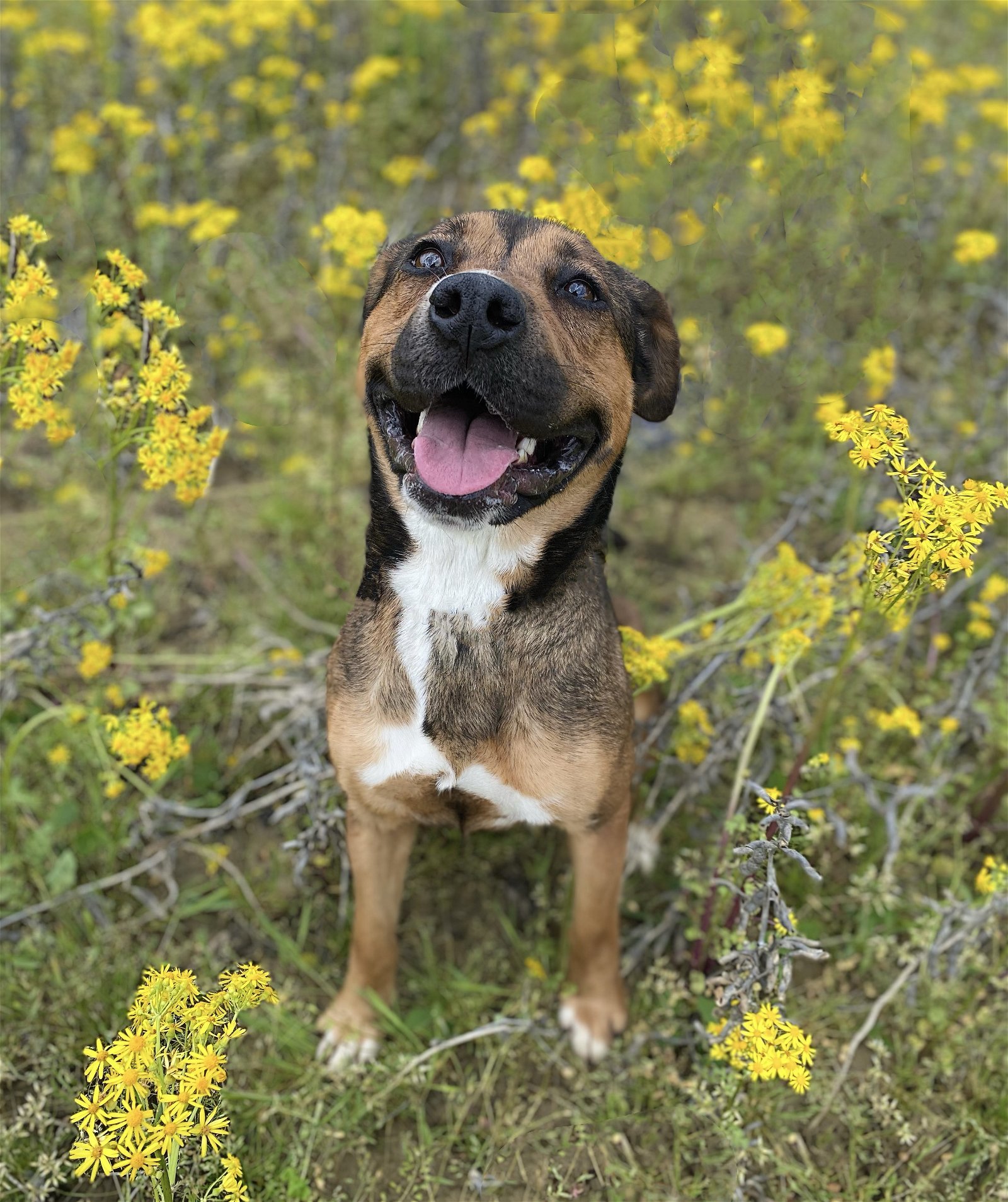 Quinn, an adoptable Black Mouth Cur, Shepherd in Mt. Vernon, IN, 47620 | Photo Image 1