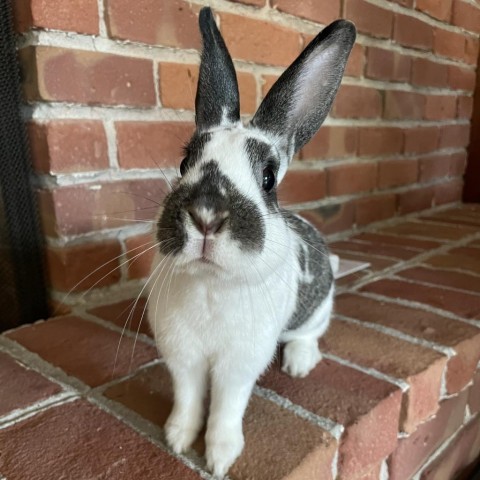 Thyme, an adoptable Bunny Rabbit in Richmond, CA_image-6