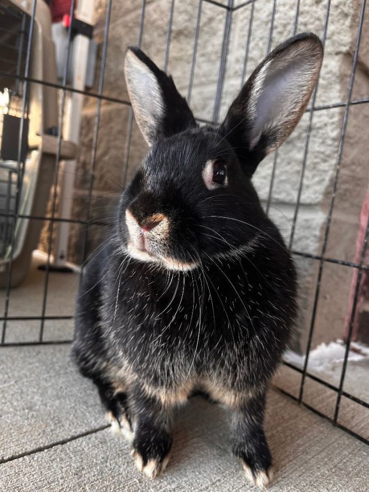 Lola, an adoptable Bunny Rabbit in Cookeville, TN_image-1
