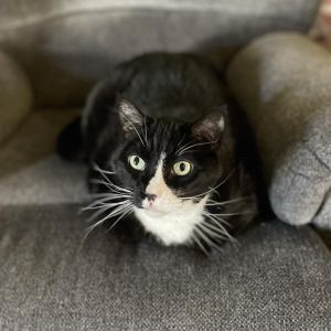 Wilbur, Senior Male unknown