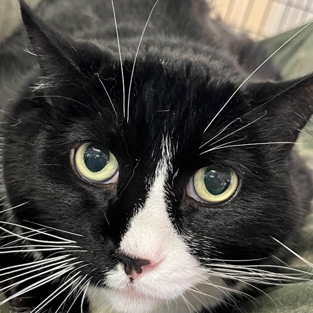 Wilbur, an adoptable American Shorthair in Hemet, CA, 92543 | Photo Image 4
