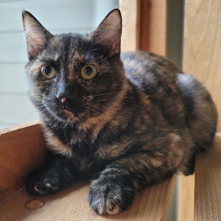 Evangeline (Adoption Fee Waived), an adoptable Domestic Short Hair in Alvin, TX_image-2