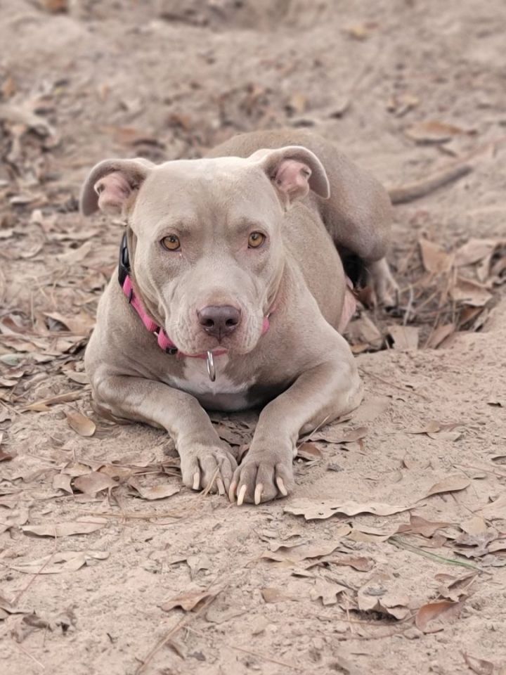 Annie, an adoptable Pit Bull Terrier in Brattleboro , VT_image-2