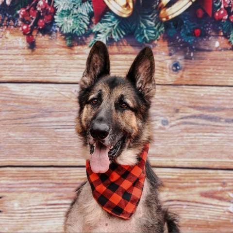 Delta, an adoptable German Shepherd Dog in Tulsa, OK_image-4