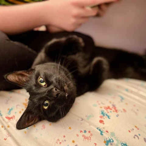 Max, an adoptable Domestic Short Hair in Ferndale, MI_image-5