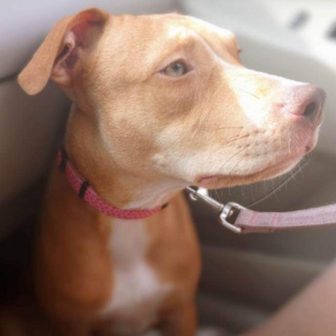 Wera, an adoptable Boston Terrier in Joppa, MD_image-1