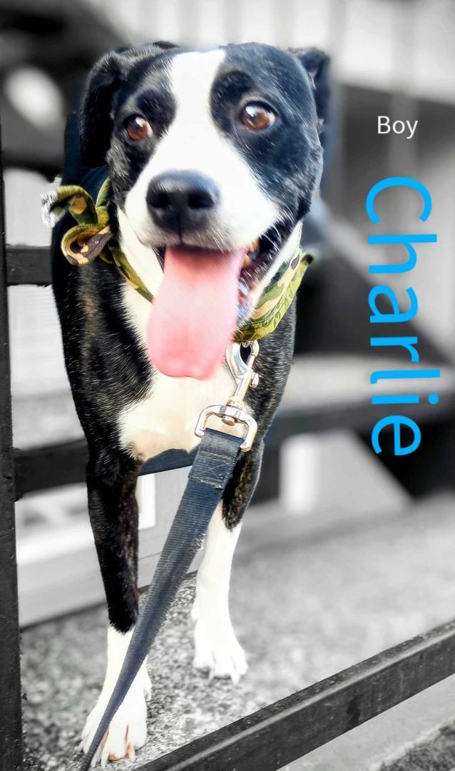 Charlie, an adoptable Boston Terrier in Spring, TX_image-2