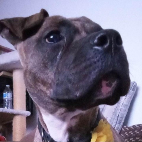 Zara, an adoptable Boxer in Spring, TX_image-2