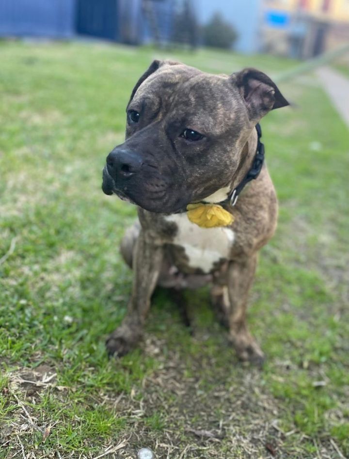 Zara, an adoptable Boxer in Spring, TX_image-4