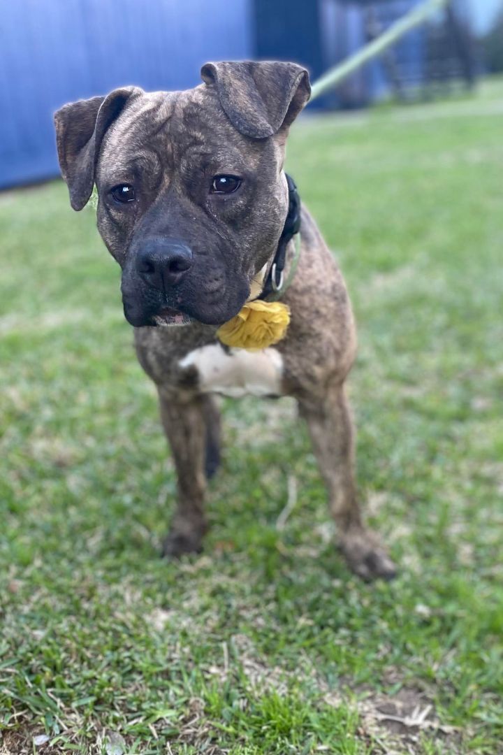 Zara, an adoptable Boxer in Spring, TX_image-6