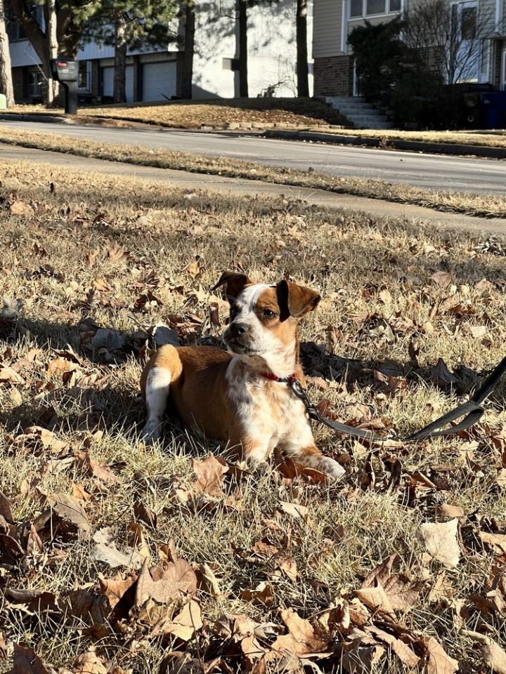 Avery - Fostered in Omaha 4