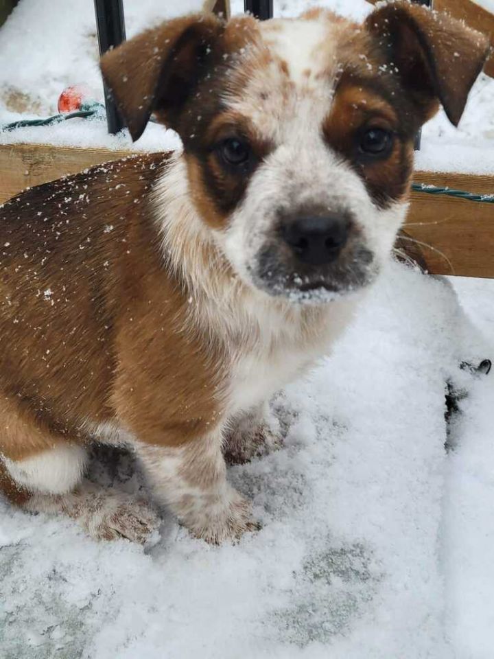 Avery - Fostered in Omaha, an adoptable Australian Cattle Dog / Blue Heeler & Boxer Mix in Shawnee Mission, KS_image-5