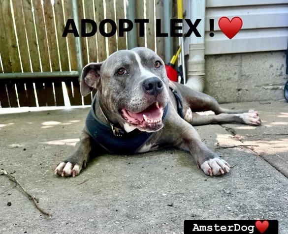 LEX 1