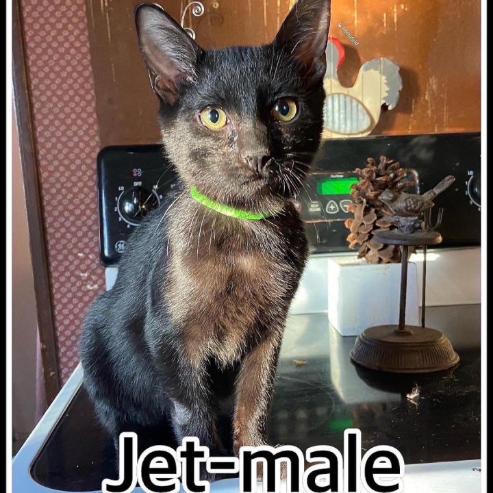 Jet, an adoptable Domestic Short Hair in Selden, NY_image-1
