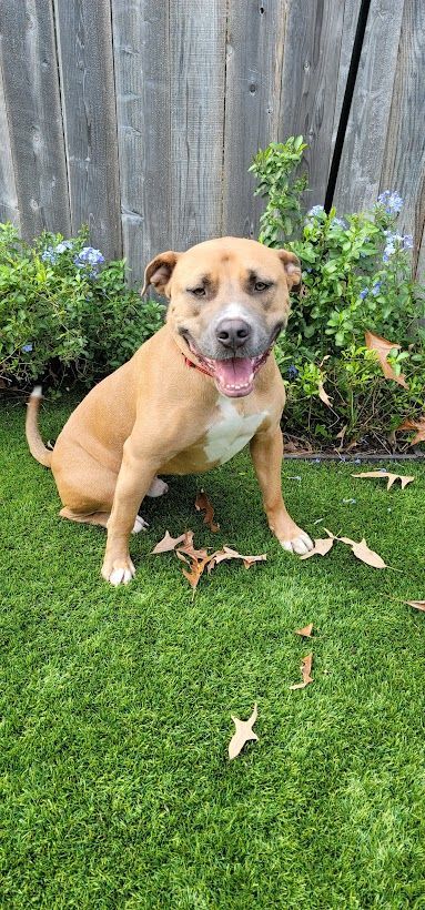 Ares, an adoptable American Staffordshire Terrier Mix in Vancouver, BC_image-3