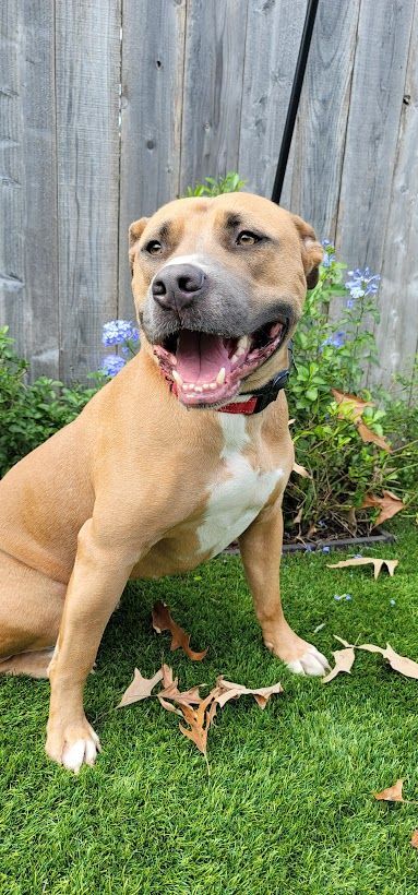 Ares, an adoptable American Staffordshire Terrier Mix in Vancouver, BC_image-5