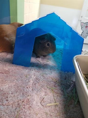 DALE, an adoptable Guinea Pig in Norfolk, VA_image-1