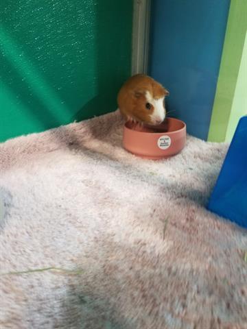 CHIP, an adoptable Guinea Pig in Norfolk, VA_image-1