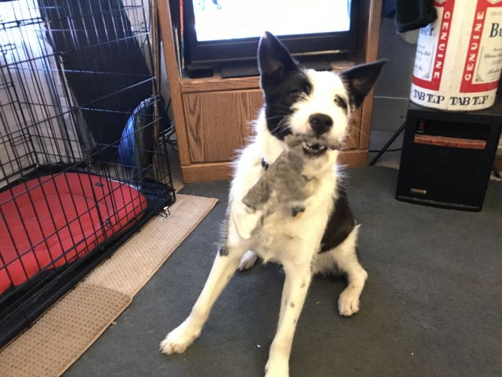 Marley, an adoptable Border Collie & Terrier Mix in Colorado Springs, CO_image-3